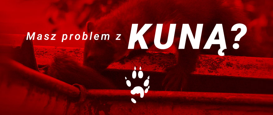 Masz problem z kuną
